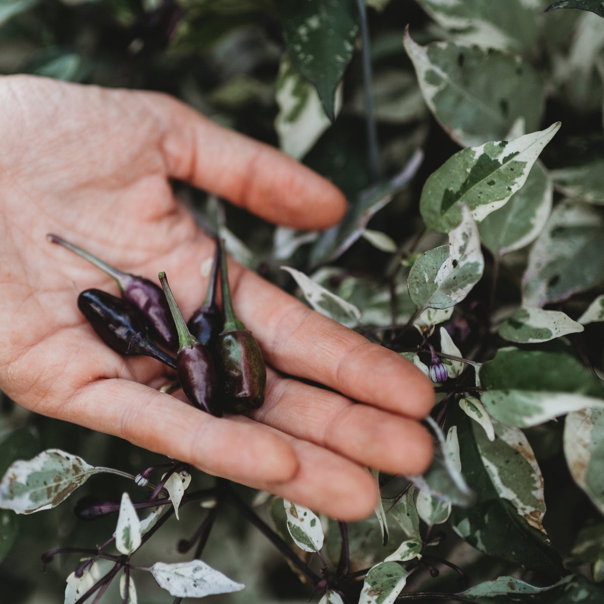 Jigsaw Variegated Hot Pepper