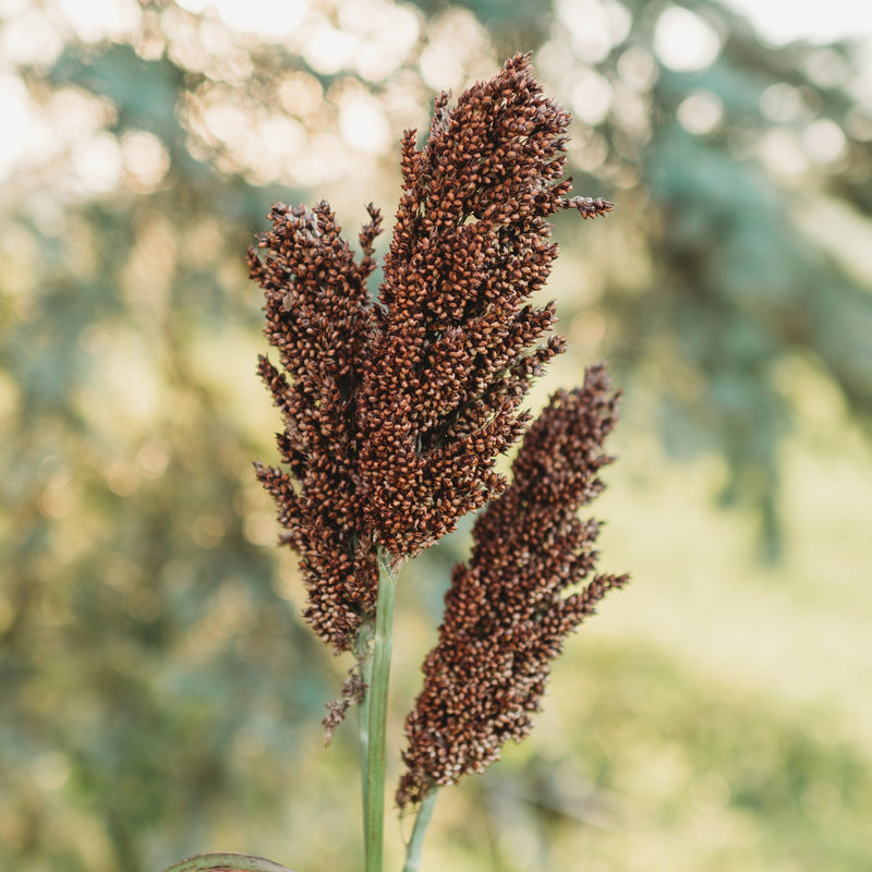 Kansas Orange Sweet/Cane Sorghum