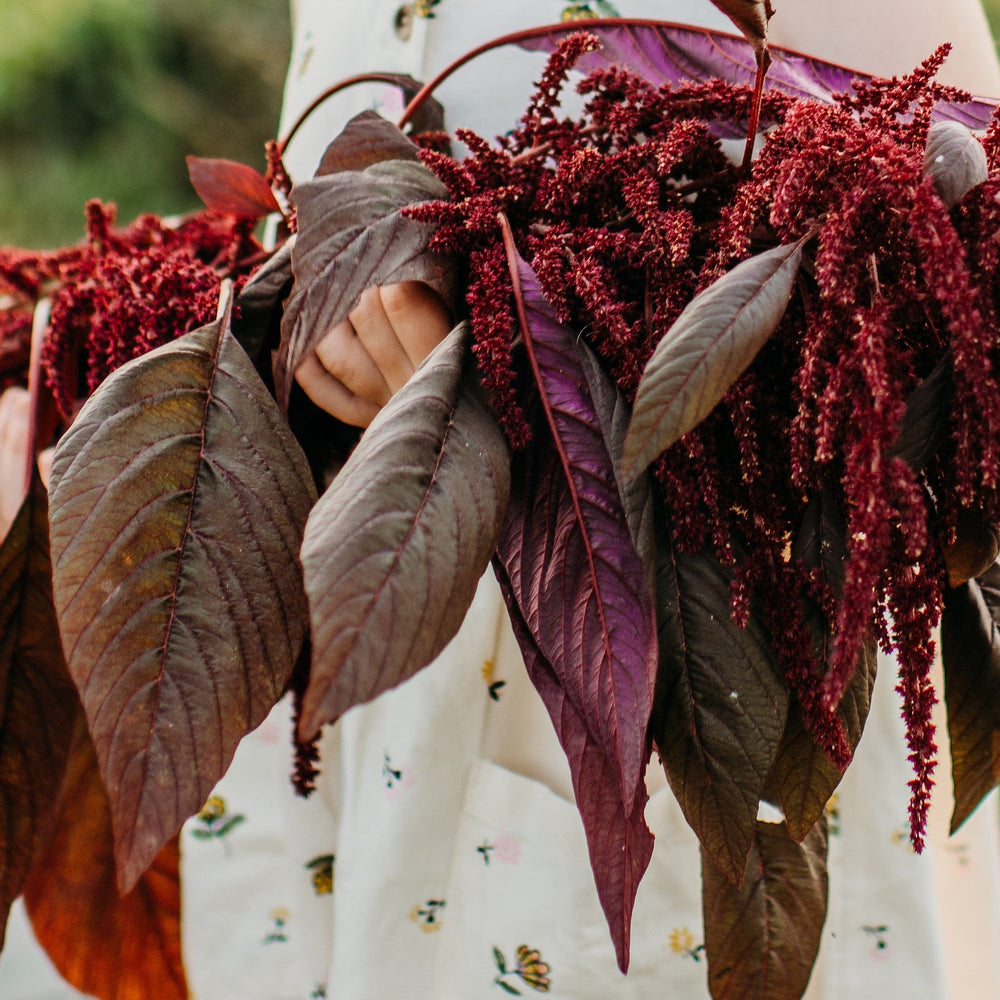 Kerala Red Spinach Amaranth