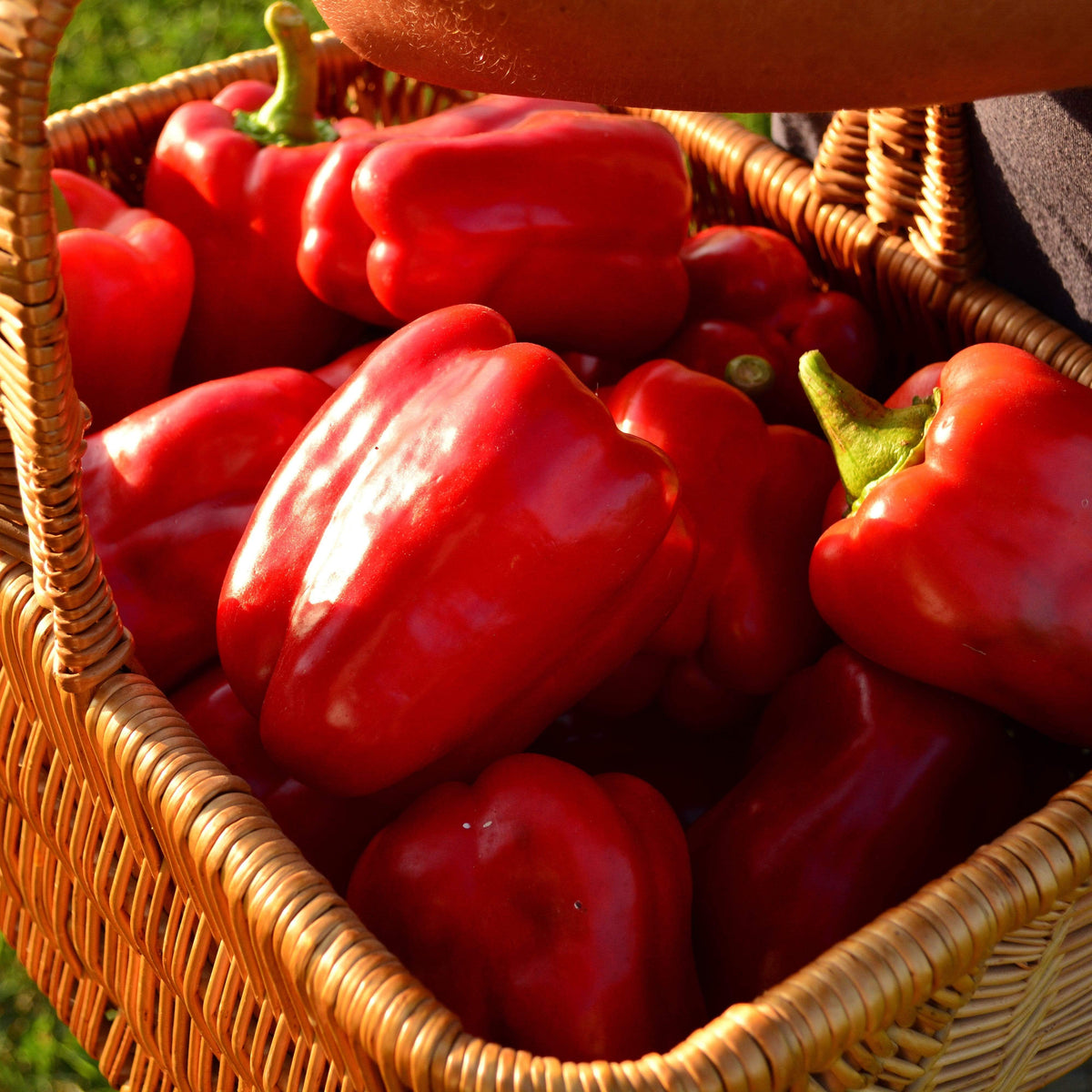 Keystone Resistant Giant Bell Pepper