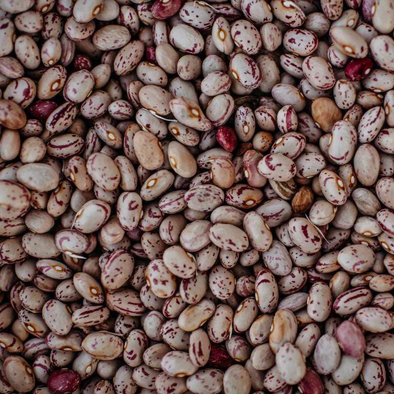 Lina Sisco's Bird Egg Bush Shelling Bean