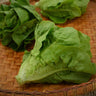 Little Gem Romaine Lettuce