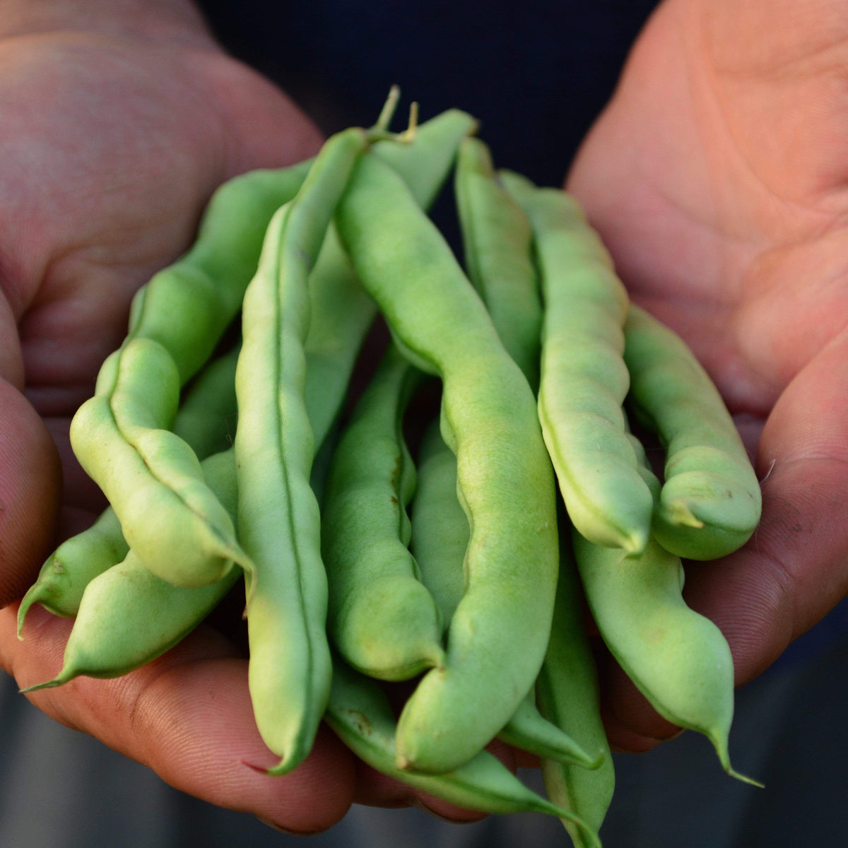 Logan Giant Pole Bean