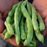 Logan Giant Pole Bean