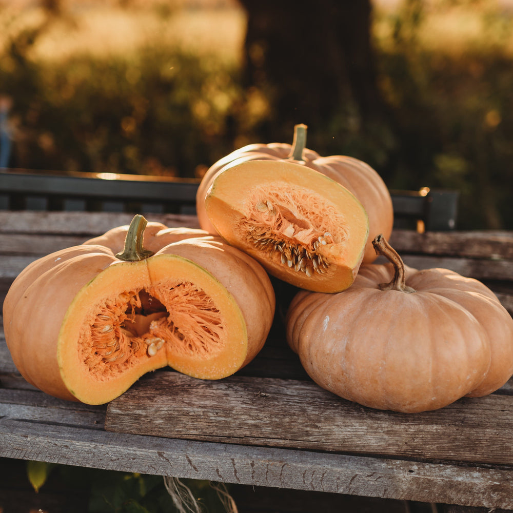 Long Island Cheese Squash