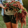 Love-Lies-Bleeding Amaranth