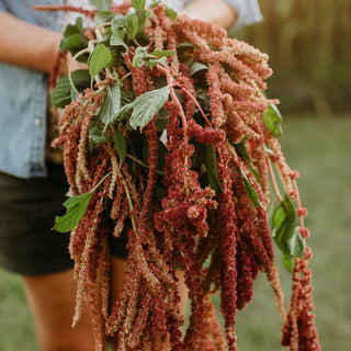 Love-Lies-Bleeding Amaranth