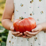 Mortgage Lifter Heirloom Tomato