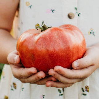 Mortgage Lifter Heirloom Tomato