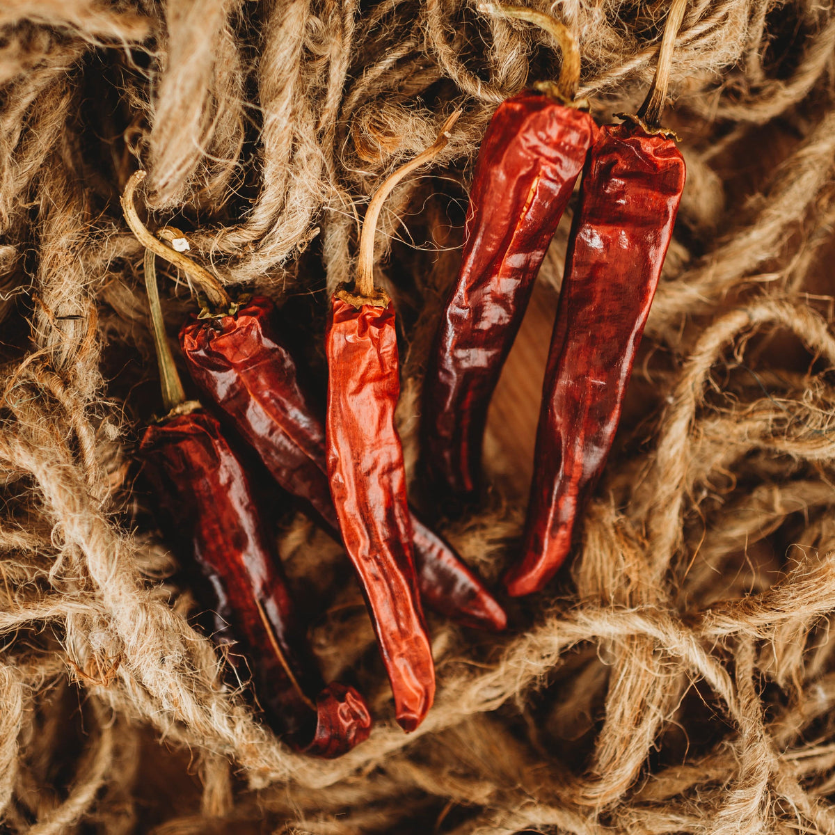 Mulato Chile Pepper