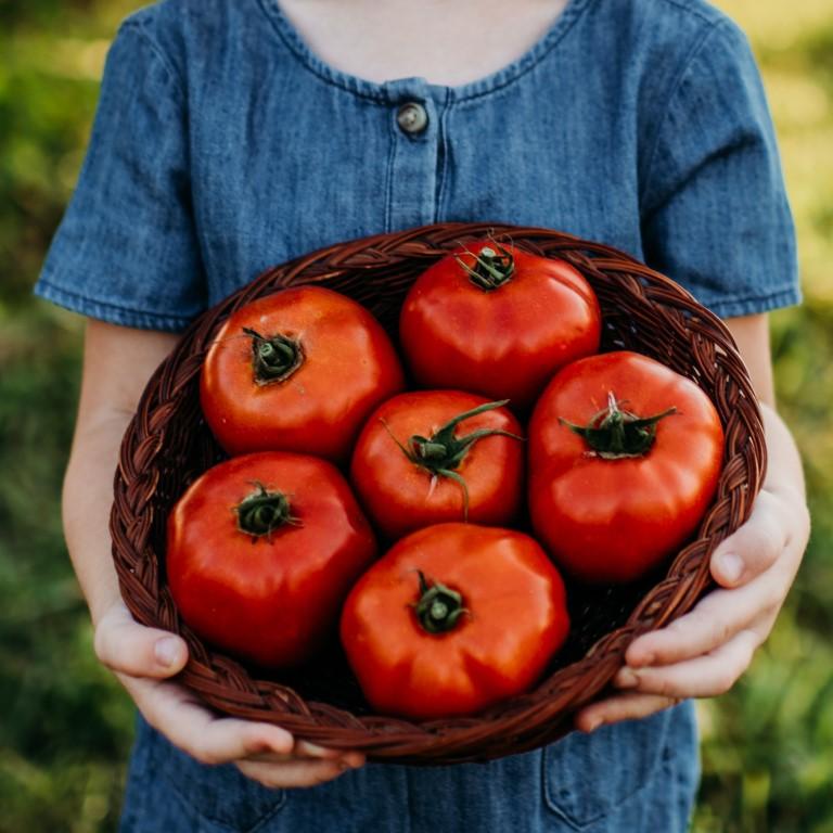 Mule Team Heirloom Tomato