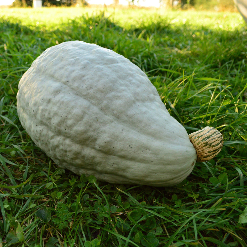 New England Blue Hubbard Squash