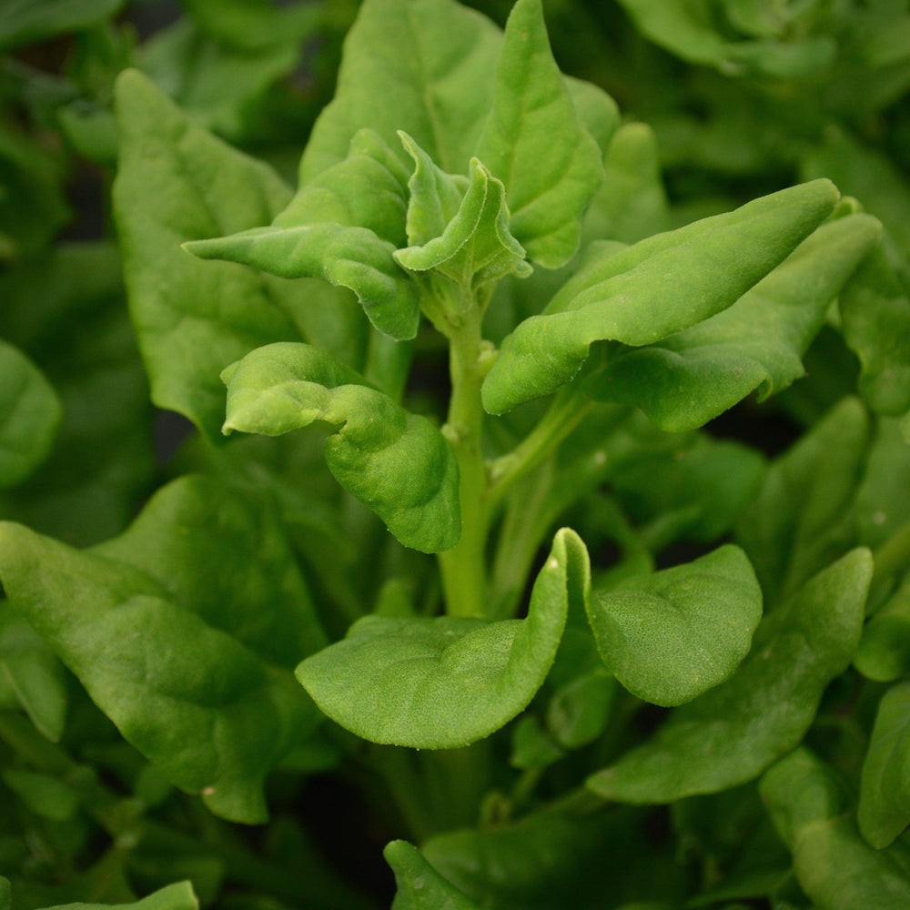 New Zealand Spinach