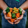 Orange Habanero Chile Pepper