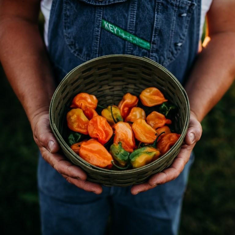 Orange Habanero Chile Pepper