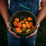 Orange Habanero Chile Pepper