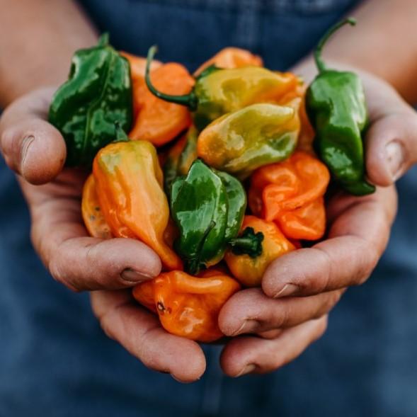 Orange Habanero Chile Pepper