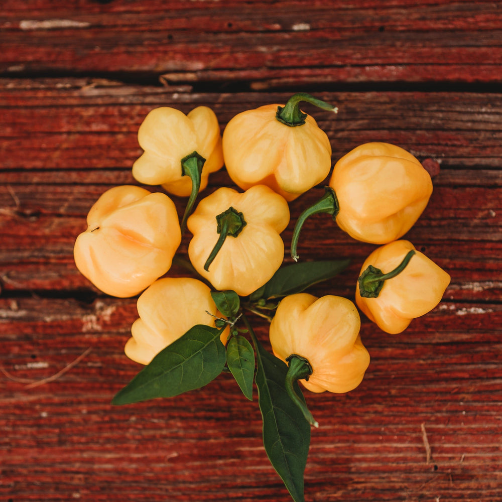 Orange Scotch Bonnet Pepper