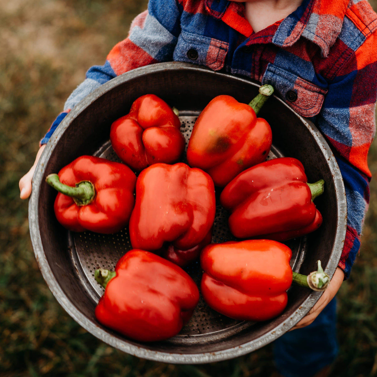 Ozark Giant Bell Pepper