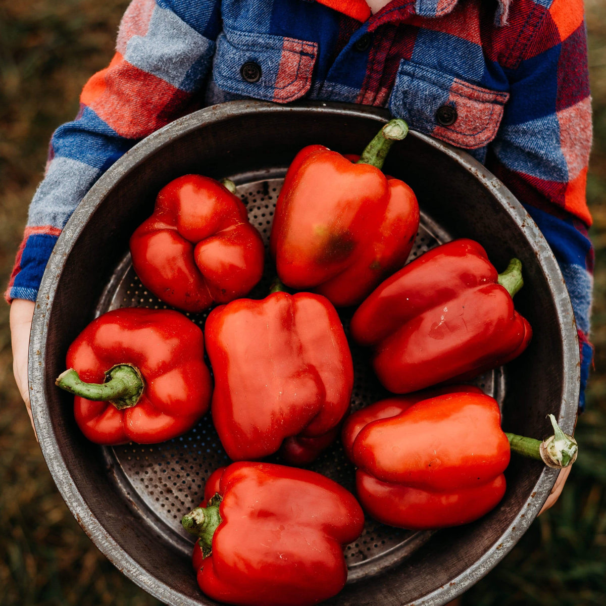 Ozark Giant Bell Pepper