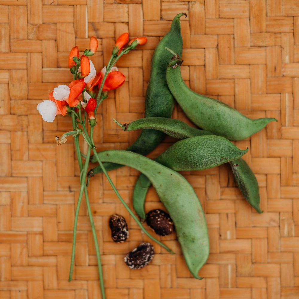 Painted Lady Improved Runner Bean