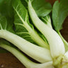 Pak Choi White Stem (Bok Choy)