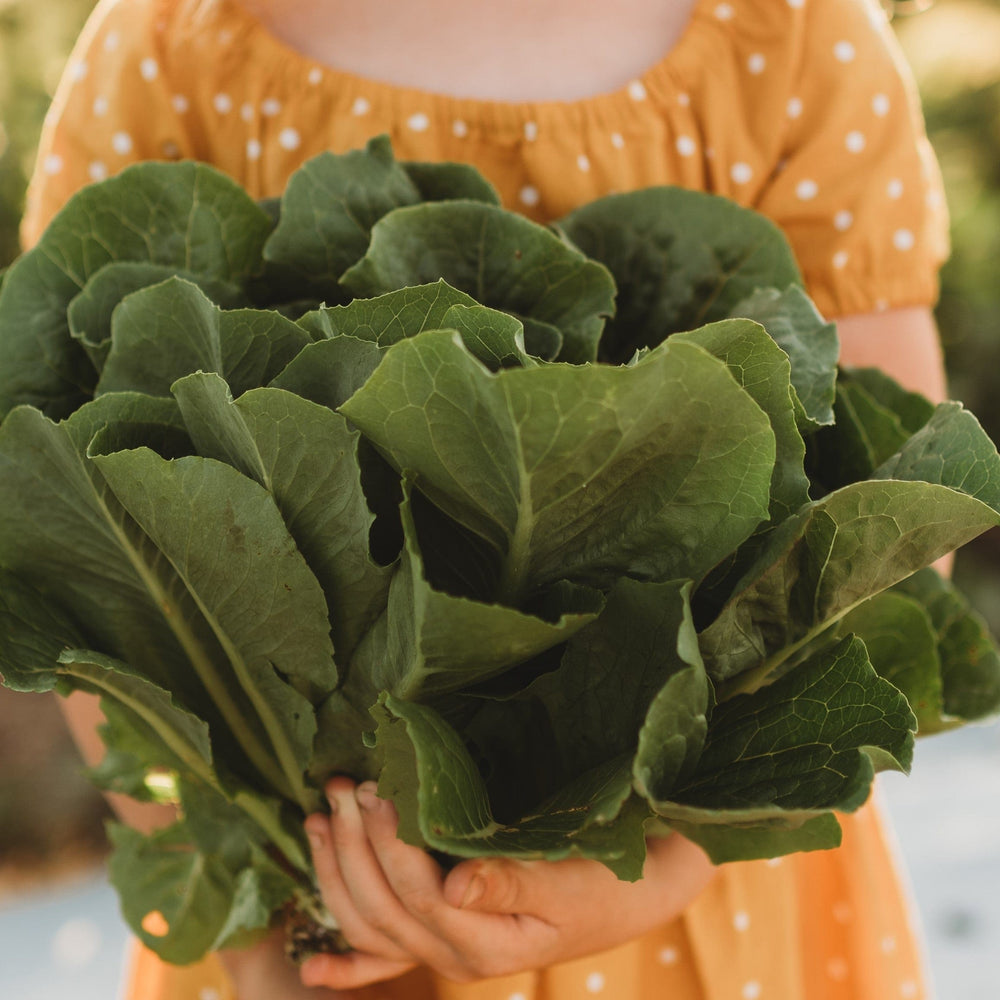 Parris Island Romaine Lettuce