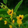 Partridge Pea