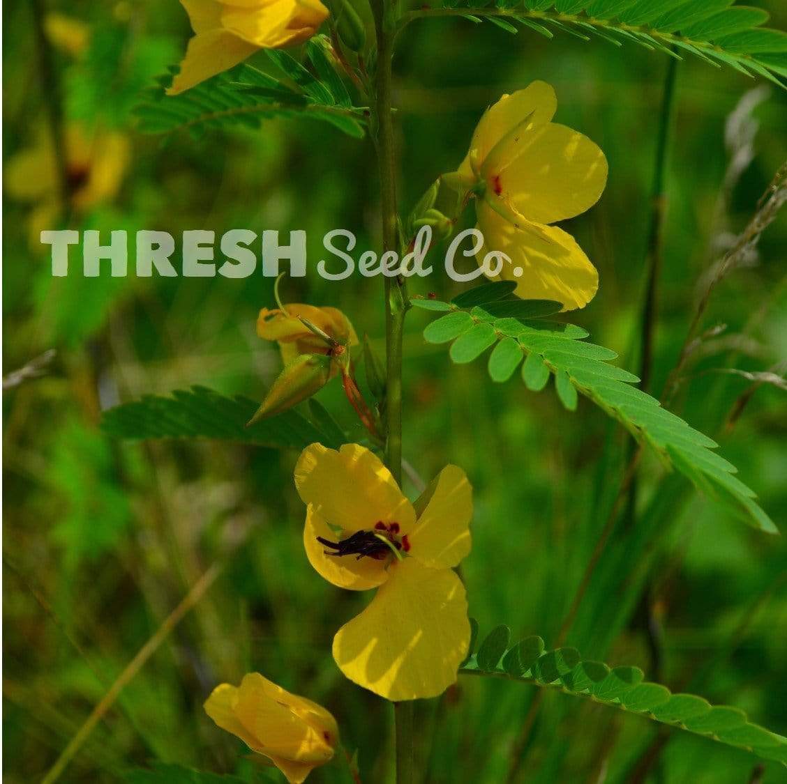 Partridge Pea