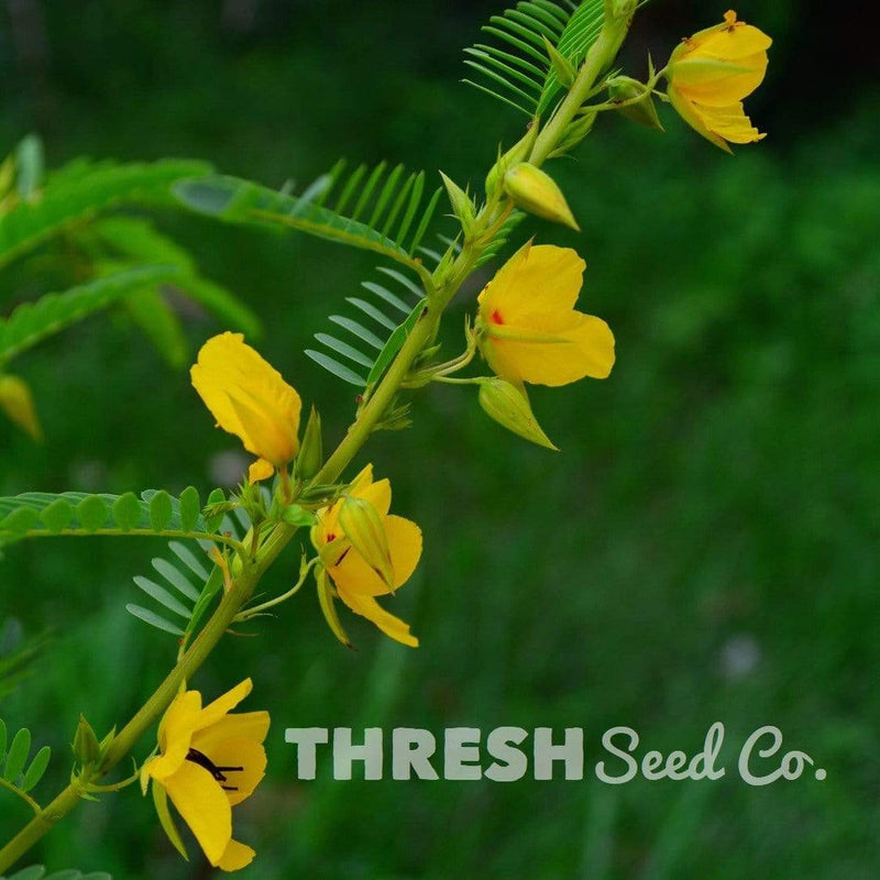 Partridge Pea