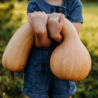 Pennsylvania Dutch Crookneck Squash