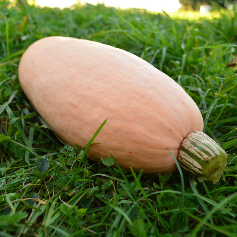 Pink Banana Squash