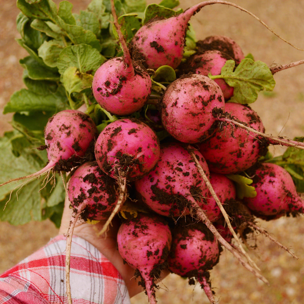 Pink Celebration Radish