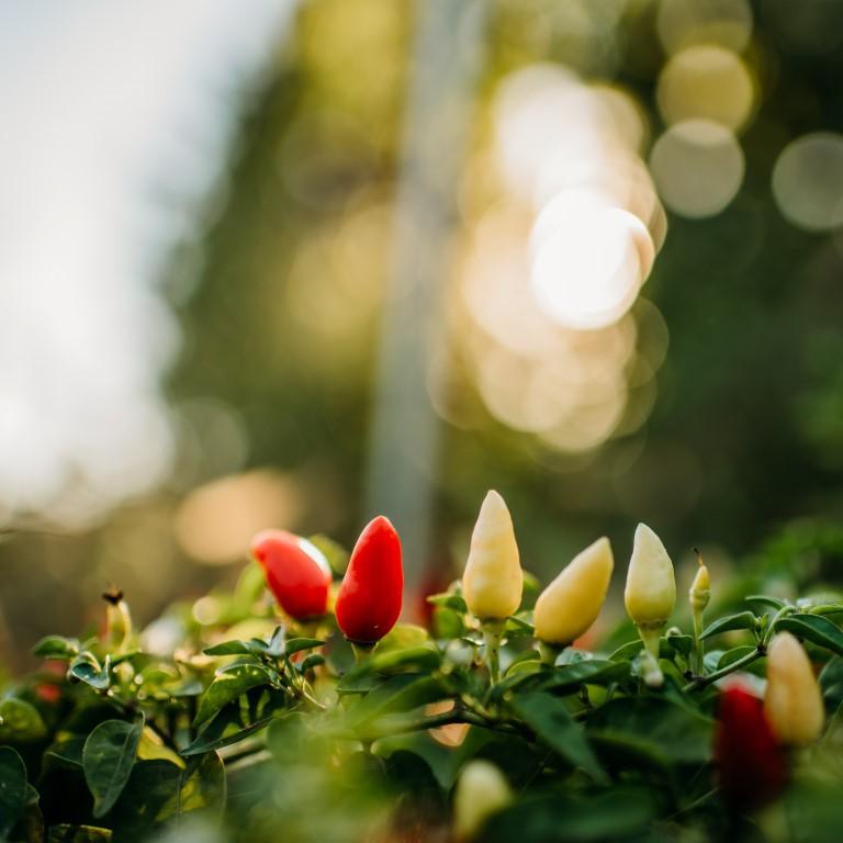 Prairie Fire Chile Pepper