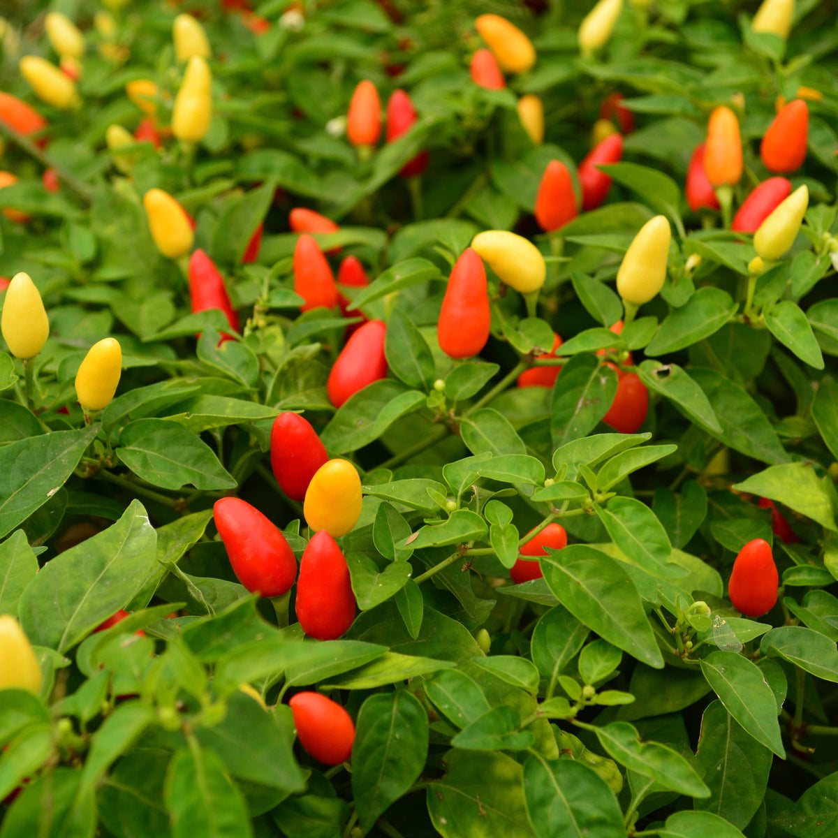 Prairie Fire Chile Pepper