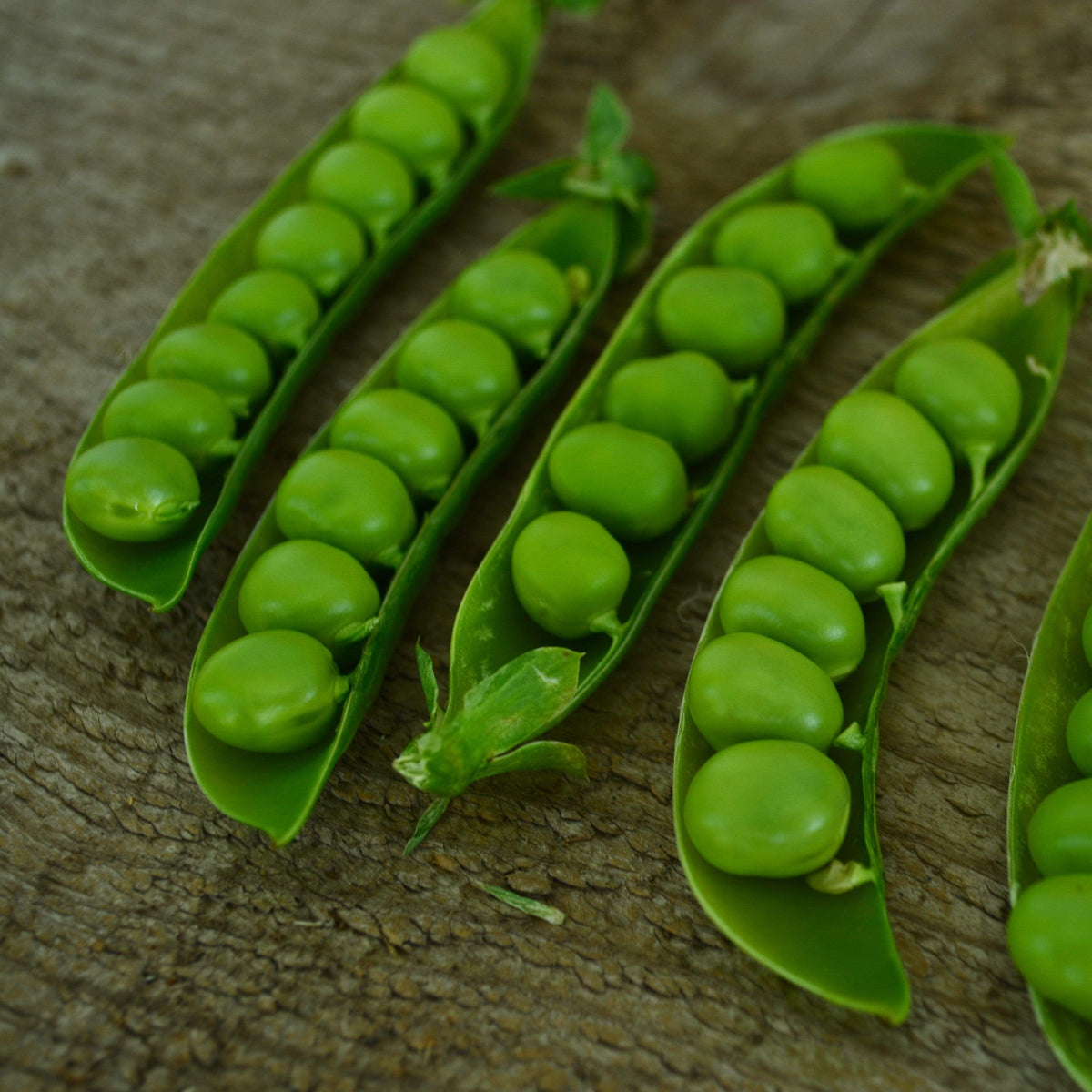 Progress No. 9 Shelling Pea