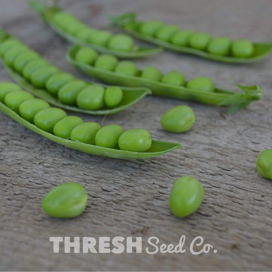 Progress No. 9 Shelling Pea