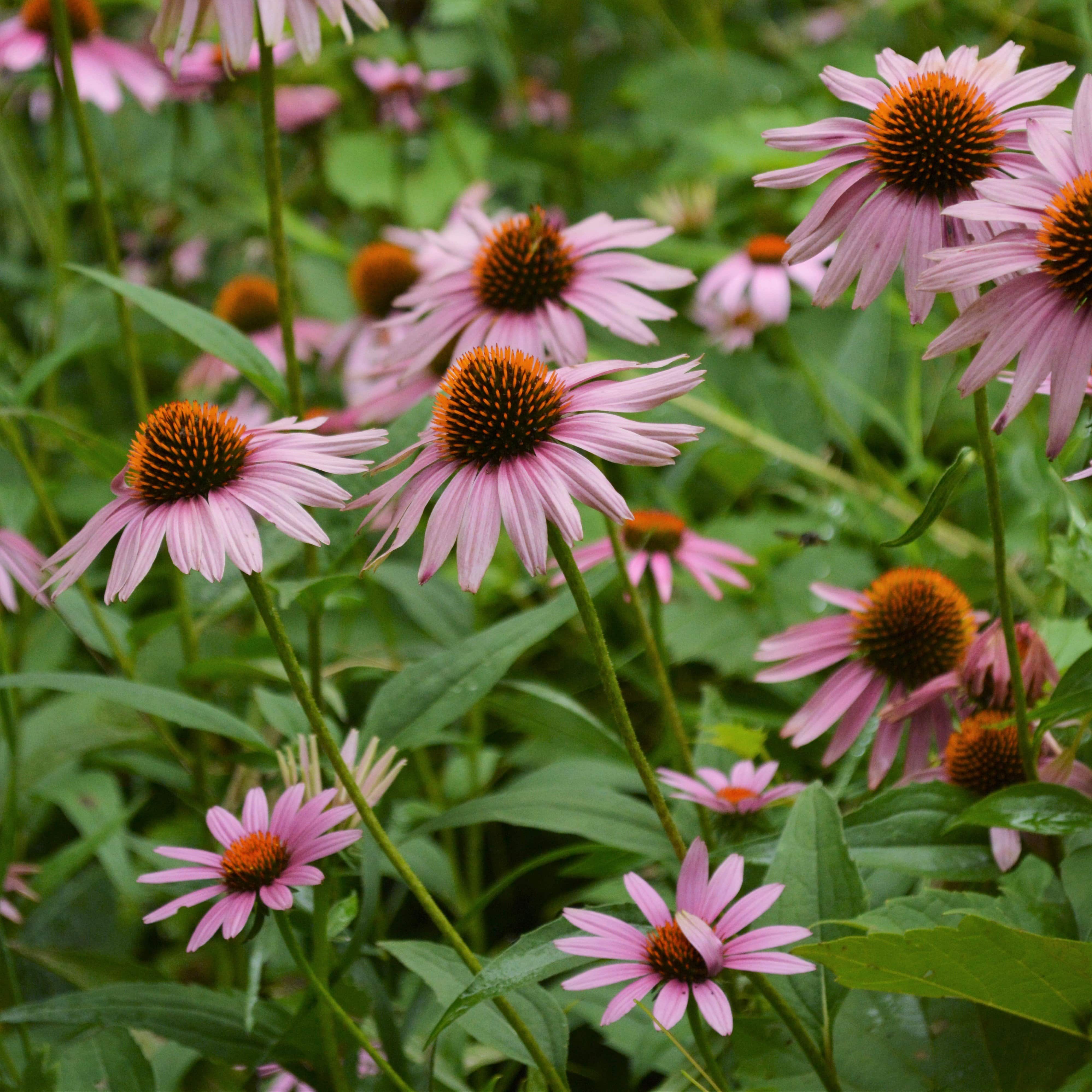 Purple Coneflower - Thresh Seed Co.