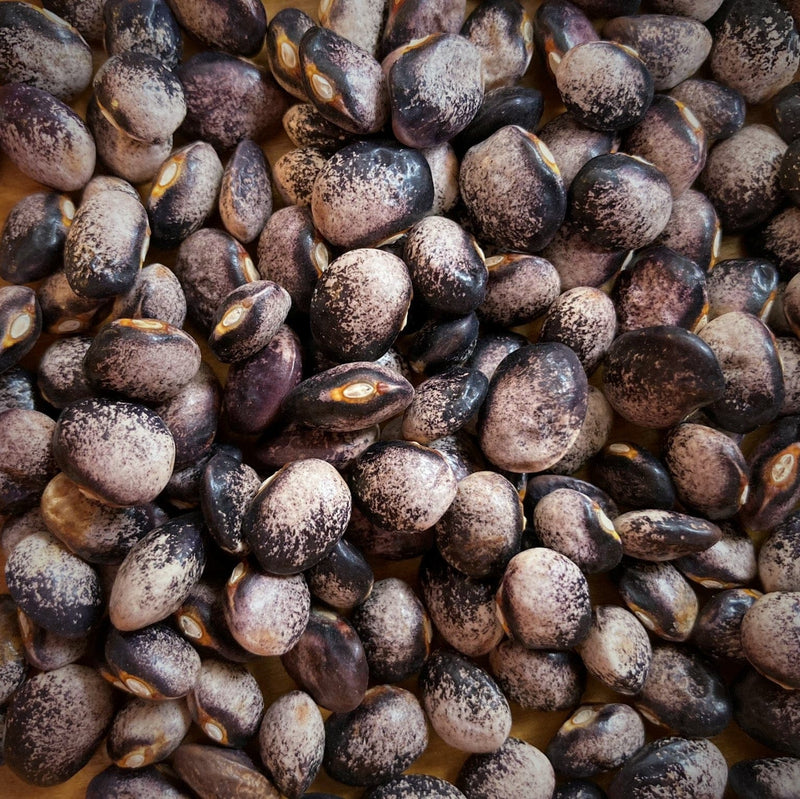 Purple Goose Heirloom Pole Bean