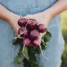 Purple Plum Radish