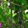 Purple Podded Pole Snap Bean