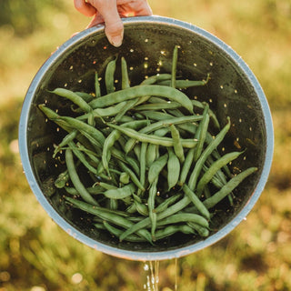 Ram's Horn Half-Runner Bean