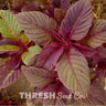 Red Garnet Amaranth