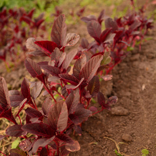 Red Garnet Amaranth