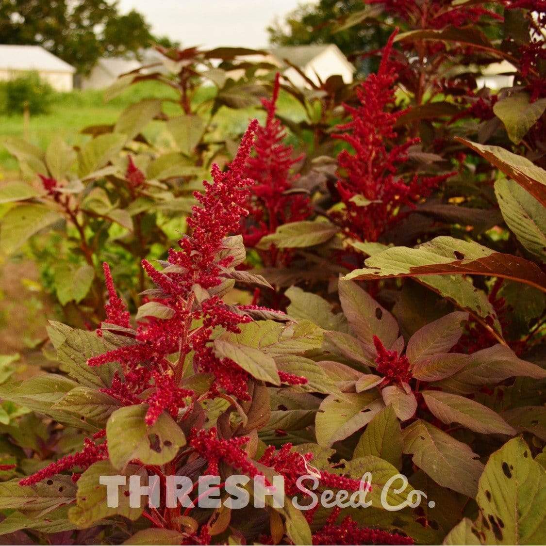 Red Garnet Amaranth