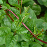 Red Malabar Spinach