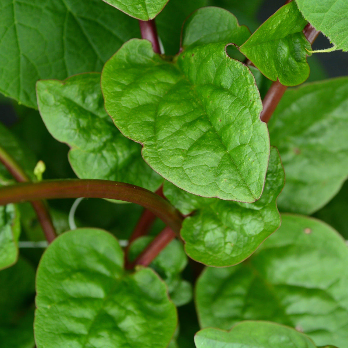 Red Malabar Spinach