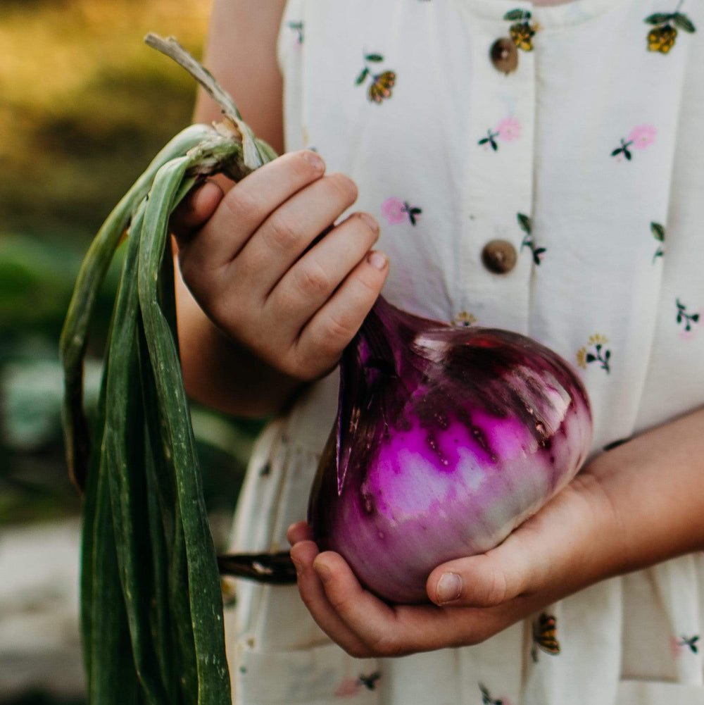 Red Wethersfield Onion