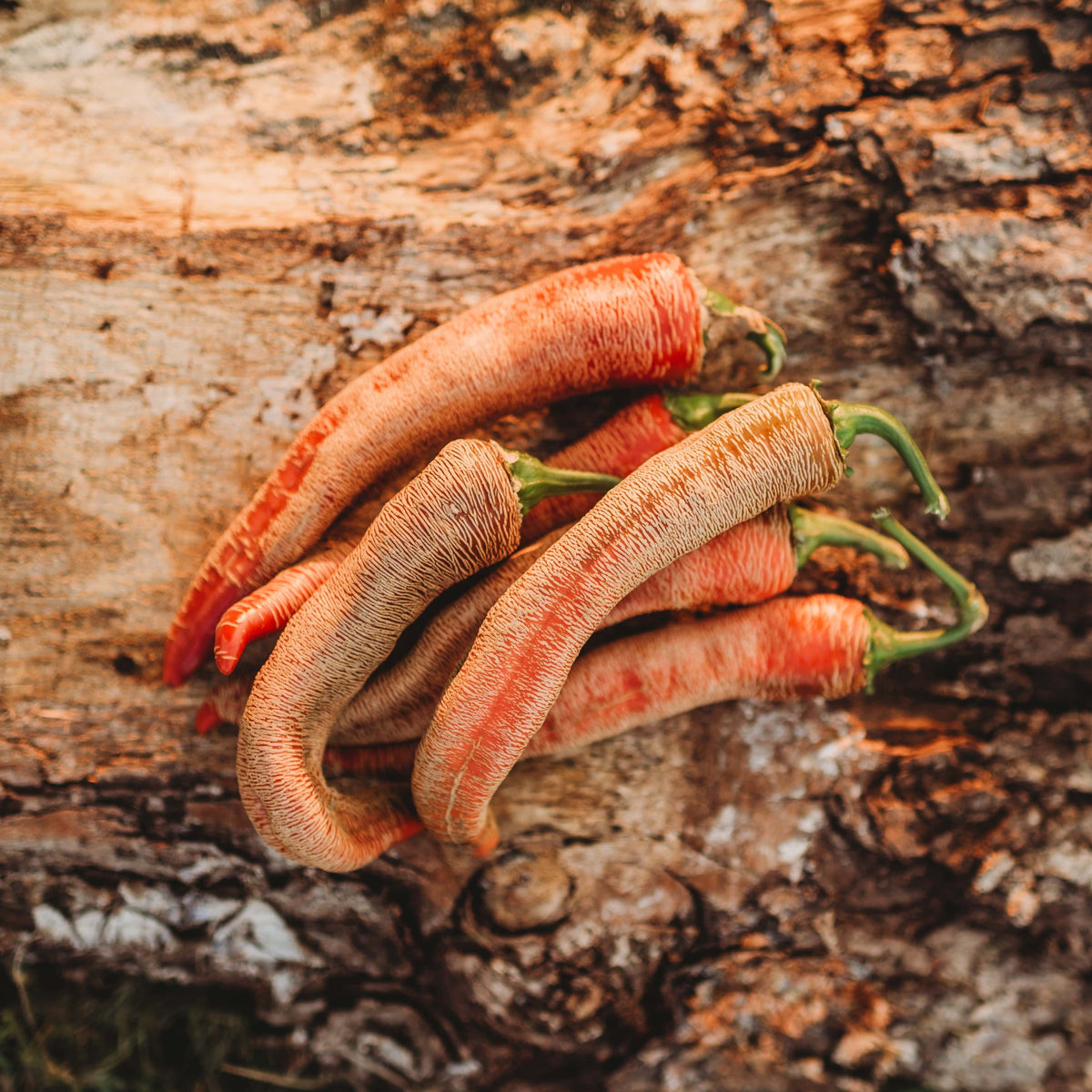 Rezha Macedonian Pepper (Vezeni Piperki)