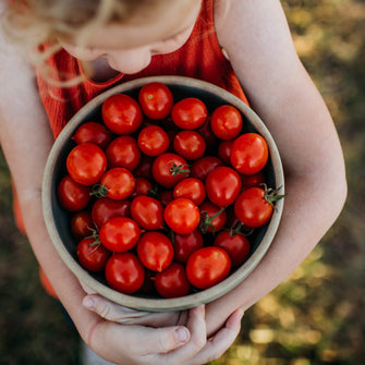 Riesentraube Cherry Tomato